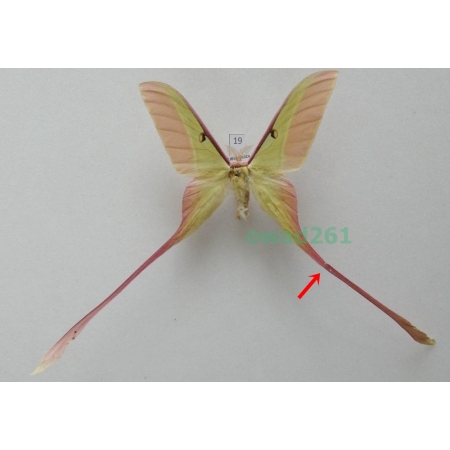 Actias dubernardi (Oberthür, 1897) male ex. ovo China 77mm19